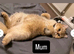 &pound;450 1 male left Golden Chinchilla Scottish  &ndash; Teddy Bear Faces in London