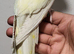 Beautiful Handreared Rare Creamino Baby Ringneck Talking Parrot