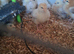 Chickens from 1 week to pol