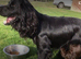 beautiful, chunky playful sprocker F1