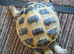 Horsfield Male Tortoise