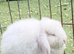 Selection of young rabbits
