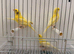 2926 canaries available