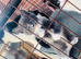 Kittens for sale