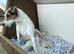8 week old Parson jack Russell pups In Leicestershire