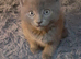 Russian blue kittens