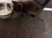 9 week old grey female kitten