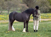 Stunning part bred cob 3yo filly