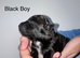 Lassie/Border Collie X Miniature Poodle