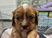 Absolutely gorgeous Cavalier puppies