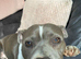 Female for rehome