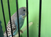 Baby Budgies