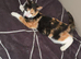 Calico girl