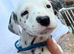 Beautiful litter of Dalmatian’s look