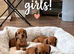 Beautiful little dachsund puppies