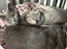 Scottish fold
