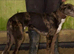 Beautiful Lurcher puppies