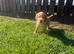 working cocker spaniel puppies