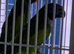 Darbiyn parrot Glasgow