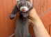 Young angora ferrets for sale