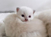BLUE POINT RAGDOLL KITTENS!!