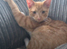 Ginger boy