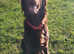 Stud Flat coated retriever liver for stud not KC registered not heath tested no health issues stud fee &pound;500