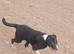 Border collie male