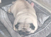 PUG