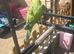 4 handreared Ringnecks