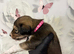 DWKC registered Saluki puppies
