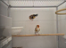 Siberian goldfinch