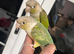Conure for sale