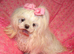 Gorgeous Babydoll KC Registered Korean Maltese Adult Girl