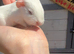 Male baby guinea pig