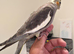 Hand Reared with DNA
