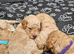 ️️Miniature Golden Doodle️️