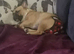 3 year old French bulldog