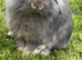 7 mini lion lops
