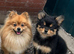 Pomeranian pup urgent