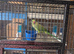 Green ringneck