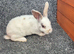 Mini Rex