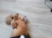 2 little boys for sale