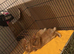2 neutered & vaccinated Netherland dwarf x Lionhead