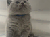 Pedigree Registered Male, CHAMPION BLOODLINE BSH