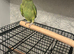 Tamed ringneck with cage