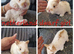 Netherland dwarf babies available for reserve