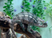 Special Offer Blue Bar Male Panther Chameleons at Birmingham Reptiles