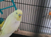 Male budgie