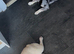 2 female French bull dogs